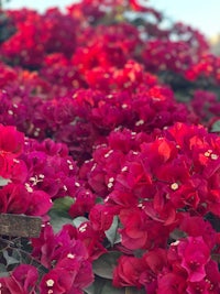 red bougainvillea flowers blooming in the sun