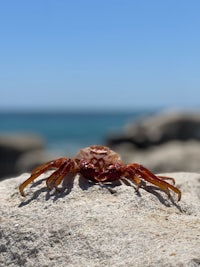 a crab is sitting on a rock near the ocean